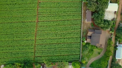 Aerial view over green corn fields in countryside. Stock-Footage 101861345