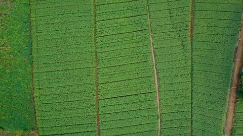 Aerial view over green corn fields in countryside. Stock-Footage 101861758
