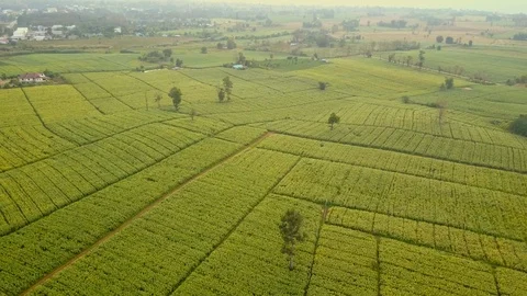 Aerial view over green corn fields in countryside. Stock-Footage 101861912