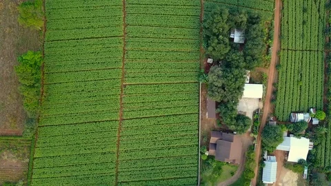 Aerial view over green corn fields in countryside. Stock-Footage 101861915