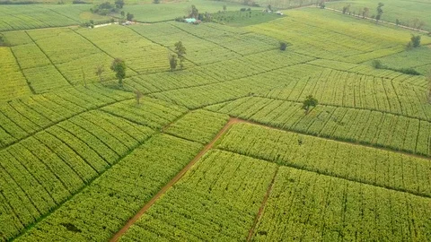 Aerial view over green corn fields in countryside. Stock-Footage 101862296