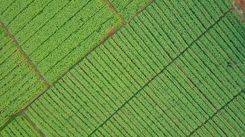 Aerial view over green corn fields in countryside. Stock-Footage 101862497