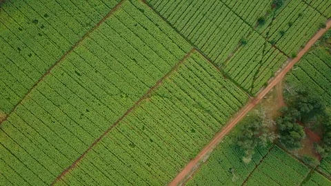 Aerial view over green corn fields in countryside. Stock-Footage 101862511