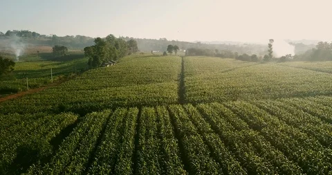 Aerial view over green corn fields in countryside. 動画素材 101863055