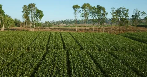 Aerial view over green corn fields in countryside with sprinkler spraying water. 動画素材 101863276