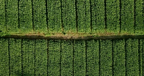 Aerial view over green corn fields in countryside. Stock-Footage 101863378