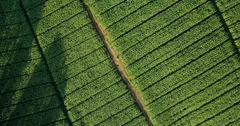 Aerial view over green corn fields in countryside. Stock-Footage 101863413