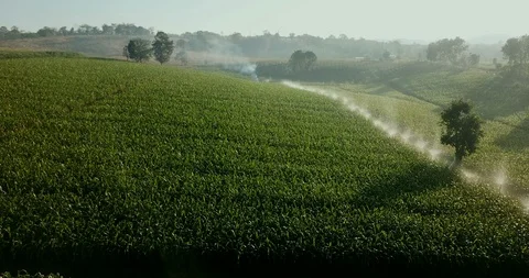 Aerial view over green corn fields in countryside with sprinkler spraying water. Stock-Footage 101863474
