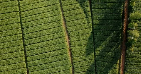 Aerial view over green corn fields in countryside. Stock Footage 101863479