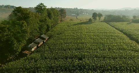 Aerial view over green corn fields in countryside. Stock-Footage 101863567