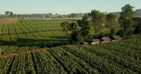 Aerial view over green corn fields in countryside. Stock-Footage 101863706
