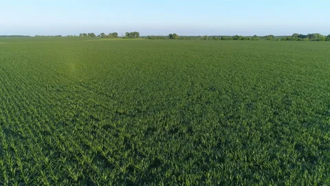 Aerial view over a green corn field, drone flies over agricultural corn field Video stock 190495169