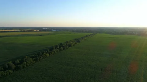 Aerial view over a green corn field, drone flies over agricultural corn field Stock Footage 192977252