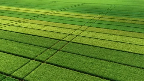 Aerial view over green demonstration experimental agricultural fields. Stock Footage 329938854