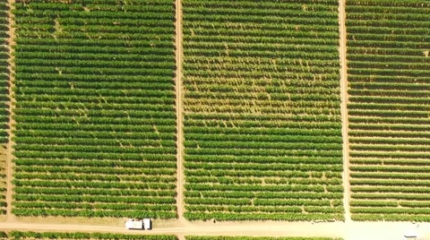 Aerial View Over Green Fruit Orchards Stock-Footage 55429862
