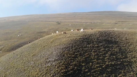 Aerial view over a group of cows on the top of a hill grazing in tranquility Stock Footage 113204403