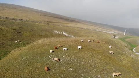 Aerial view over a group of cows on the top of a hill grazing in tranquility Stock Footage 113204424