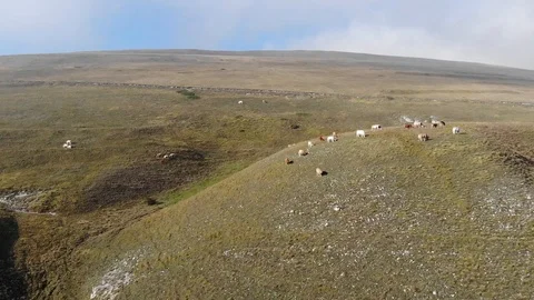 Aerial view over a group of cows on the top of a hill grazing in tranquility Stock Footage 113204425
