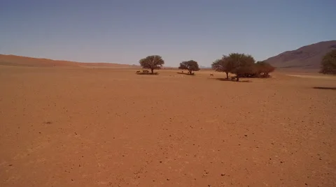 Aerial view over a group of oryx waiting under a wilderness tree Stock Footage 64987071