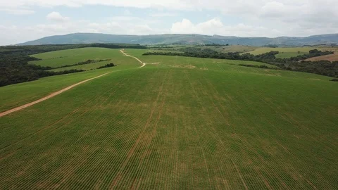 Aerial view over a growing beans field 4k Stock Footage 123015035