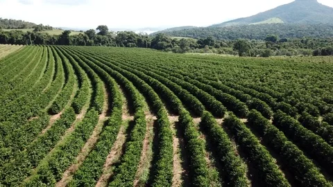 Aerial view over growing coffee plantation Brazil 4K drone Stock Footage