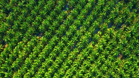 Aerial view over the large coconut and palm oil plantation Stock Footage 225414182