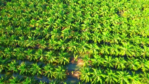 Aerial view over the large coconut and palm oil plantation Stock Footage 225414545