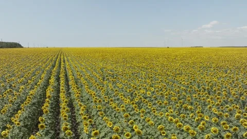 Aerial view over a large field of beautiful sunflowers. Stock Footage 319092165