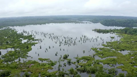 Aerial view over a large lagoon in the Amazon rainforest: a nature background Stock Footage 169932947