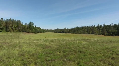Aerial view over large meadow with flowers &amp; forest Stock Footage 74753634