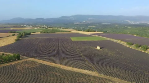 Aerial View over Lavender Fields, Provance, France Stock-Footage 234925244