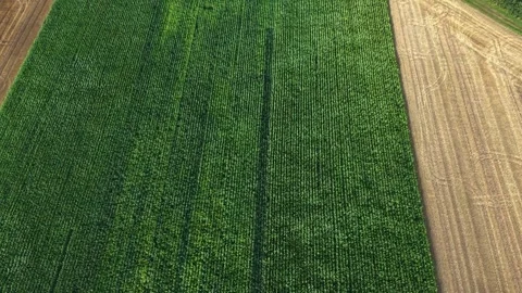 Aerial View Over Lush Green Cornfield in Germany Stock Footage 342436746