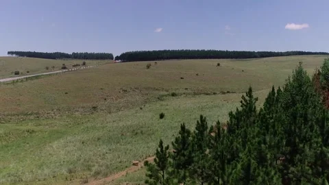 Aerial view Over Lush Pine Tree Plantation on Rolling Farmland in Summer Stock Footage 292122022