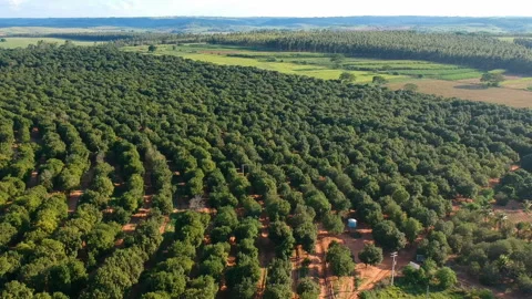 Aerial view over a macadamia nut plantation Stock-Footage 128404034