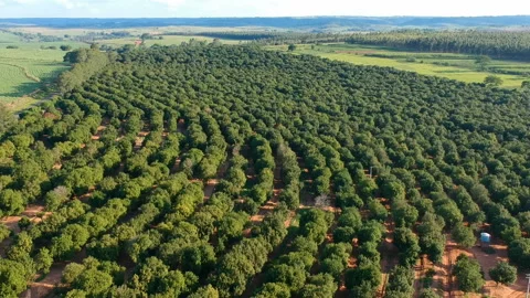 Aerial view over a macadamia nut plantation Stock Footage 130528507