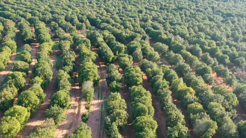Aerial view over a macadamia nut plantation Stock Footage 140306284