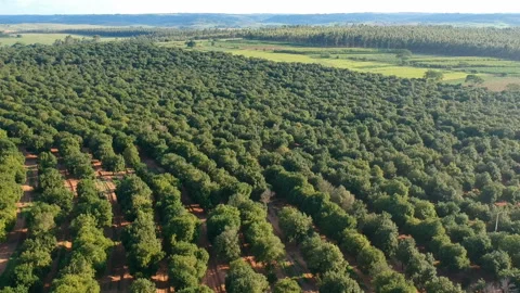 Aerial view over a macadamia nut plantation Stock Footage 140425621