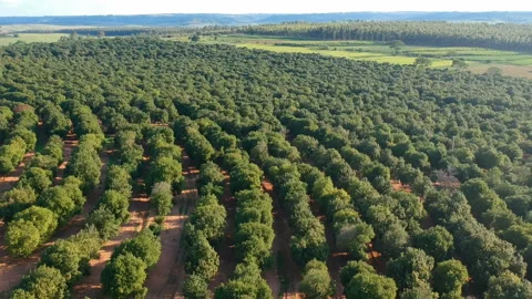 Aerial view over a macadamia nut plantation Stock Footage 140482002