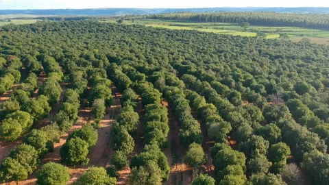 Aerial view over a macadamia nut plantation Stock Footage 140482295
