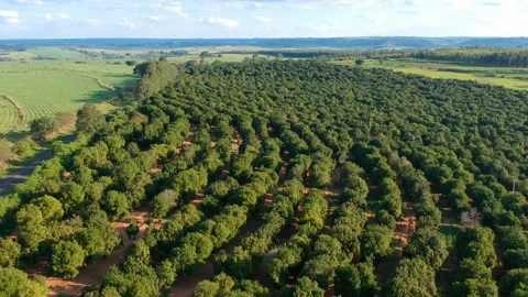 Aerial view over a macadamia nut plantation Stock Footage 140482688