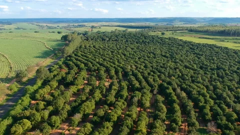 Aerial view over a macadamia nut plantation Stock Footage 140483972