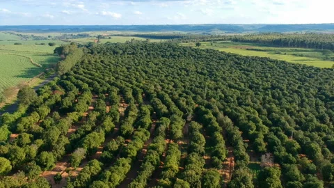 Aerial view over a macadamia nut plantation Stock Footage 140484766
