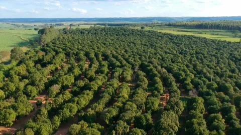 Aerial view over a macadamia nut plantation Stock-Footage 141558653