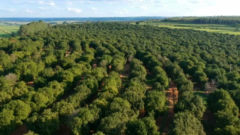 Aerial view over a macadamia nut plantation Stock Footage 143420357