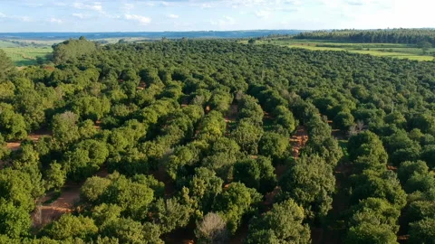 Aerial view over a macadamia nut plantation Stock Footage 146199126