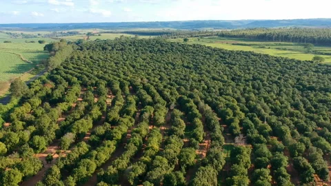 Aerial view over a macadamia nut plantation Stock Footage 147701747
