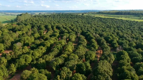 Aerial view over a macadamia nut plantation Stock Footage 148124091