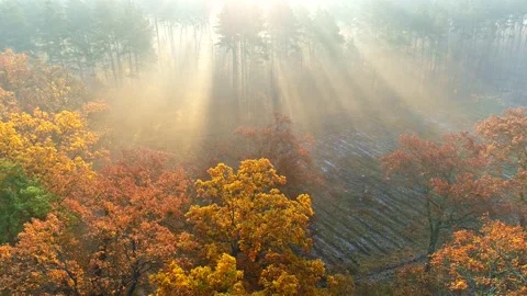 Aerial view over mist forest autumn trees. Color trees and sunbeams breaking Stock Footage 132508367