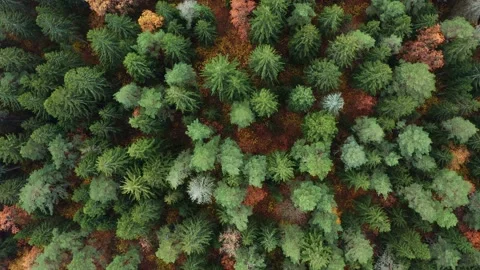Aerial view over mixed forest in autumn colors, Trakai, Lithuania. Stock Footage 201664476