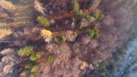 Aerial view over a mountain forest during autumn Stock Footage 71532623